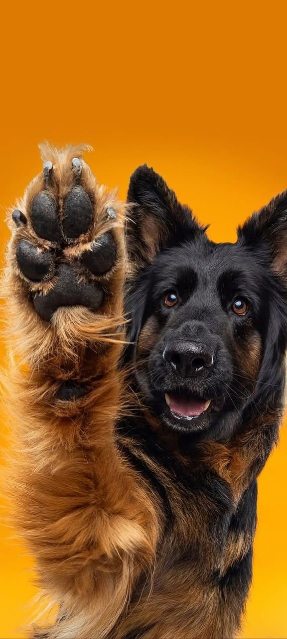 German shepherd raising a paw to say hello